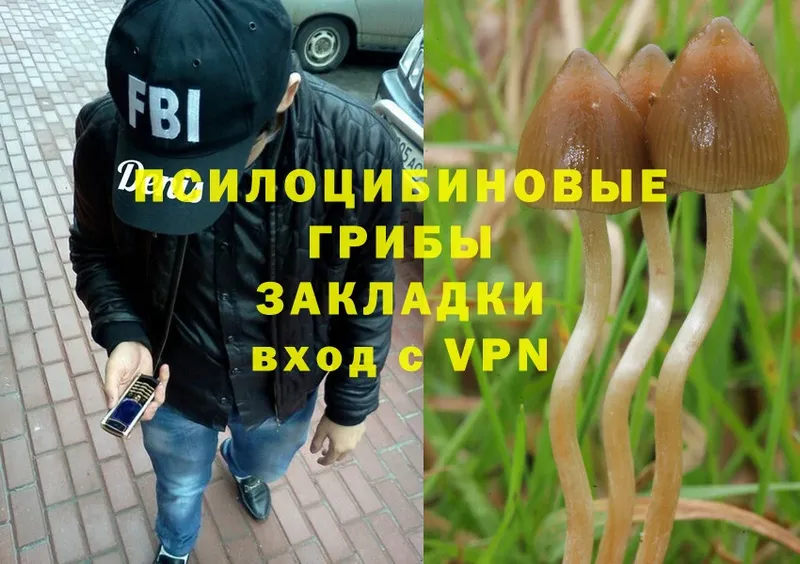 Галлюциногенные грибы Psilocybe  наркотики  Раменское 